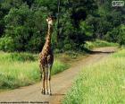 Жираф в середине пути в Национальный парк Крюгер, Южная Африка